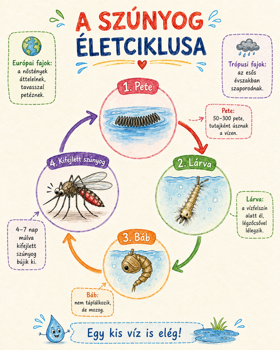 A sznyog letciklusa