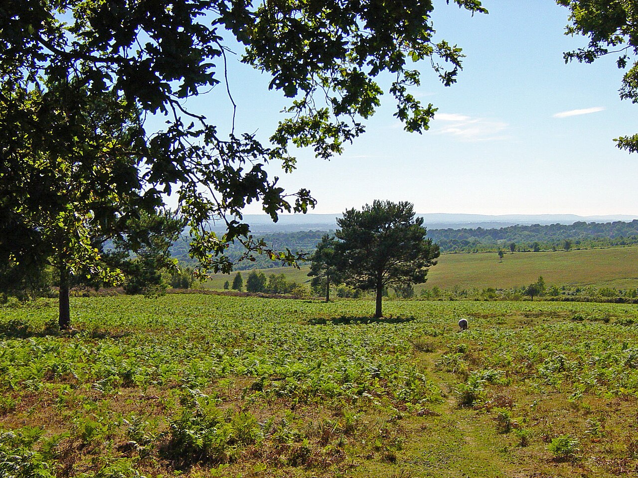 Az angliai Ashdown Forest amely Micimack trtneteinek helysznt ihlette Fot UKgeofan Wikimedia Commons CC BY-SA 30